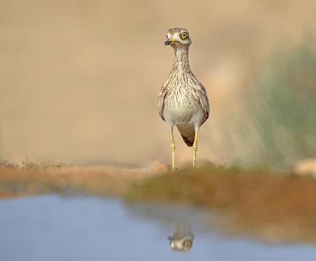 Stone-Curlew