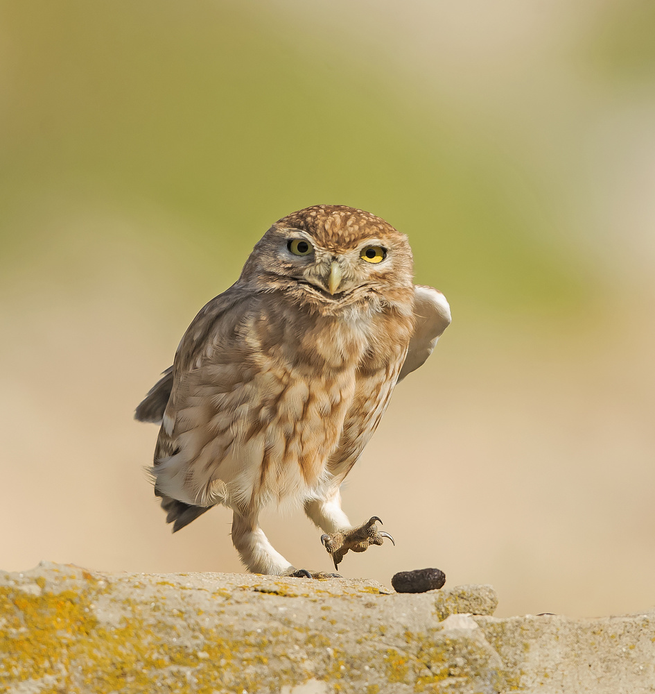 Little Owl with a pellet. von Shlomo Waldmann