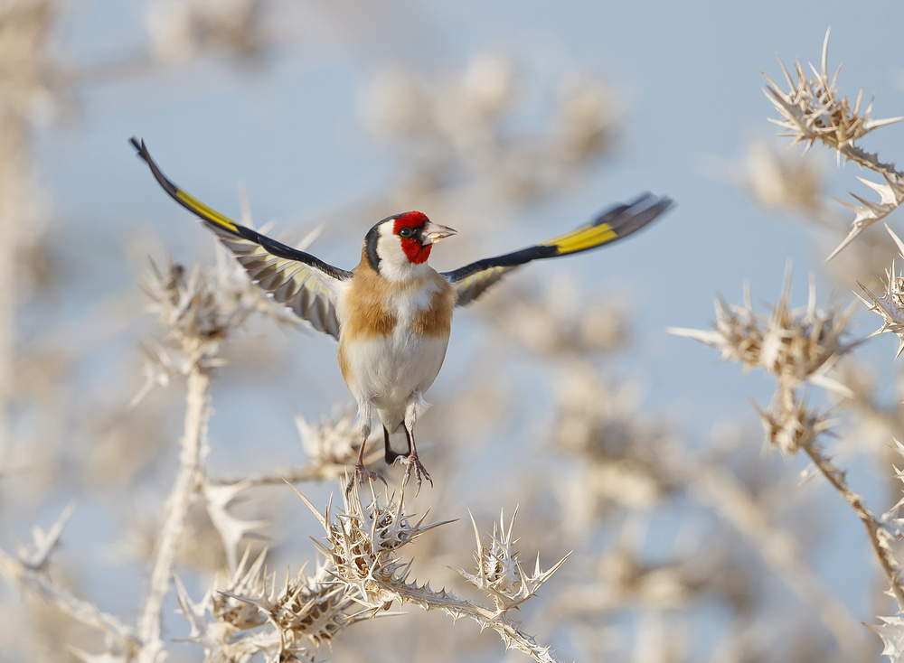 Goldfinch - Parachute von Shlomo Waldmann