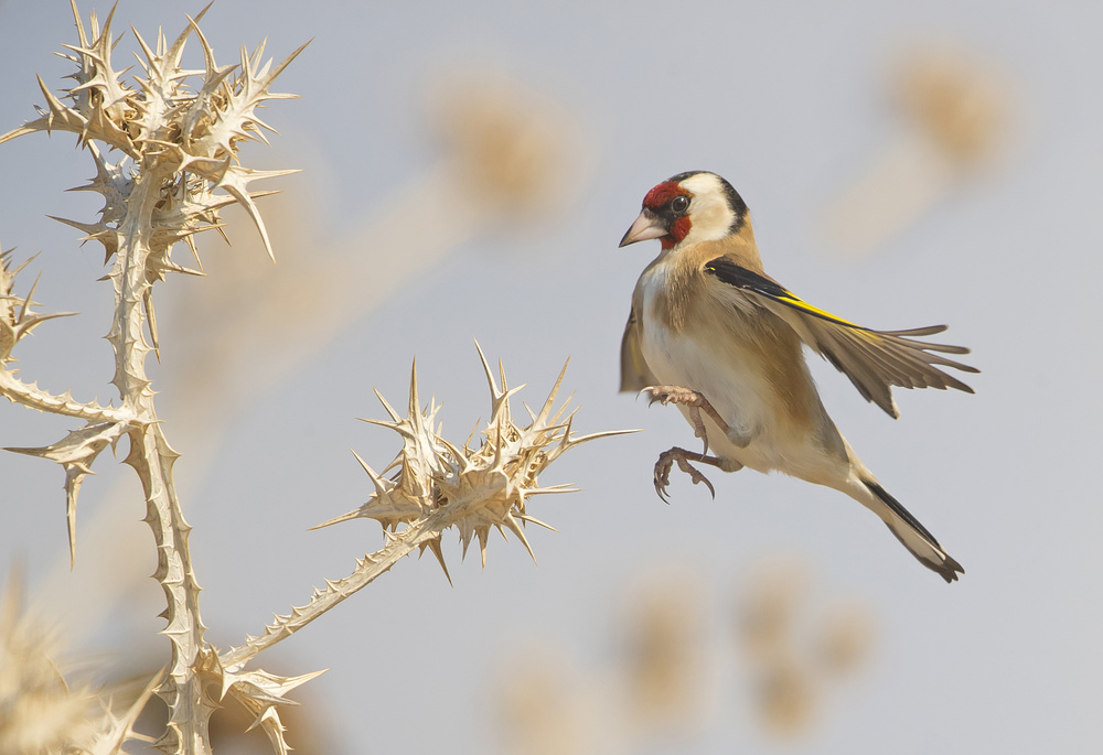 Goldfinch in a jump on thistle von Shlomo Waldmann