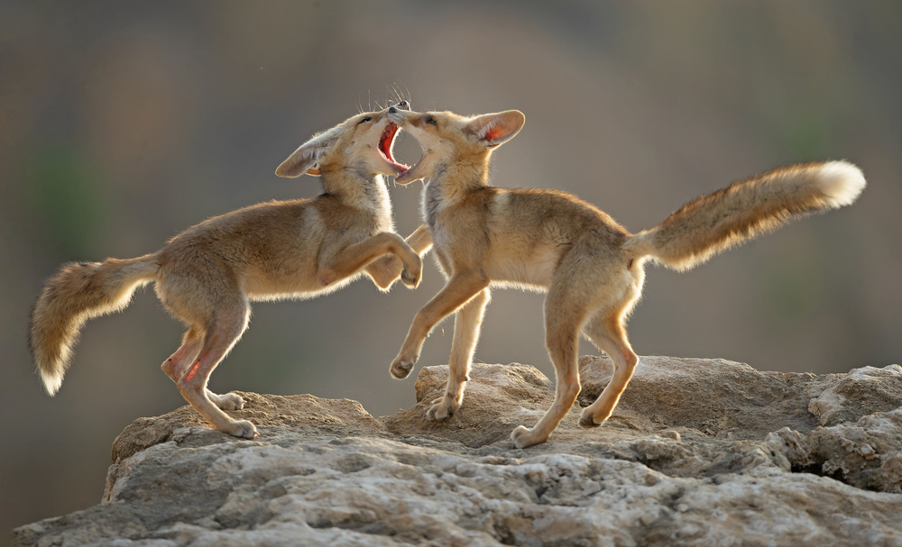 Tango von Shlomo Waldmann