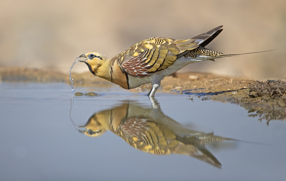 Drinking in the desert von Shlomo Waldmann