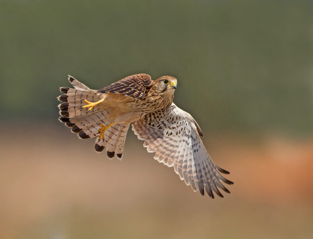 Common Kestrel von Shlomo Waldmann