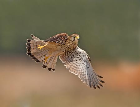 Common Kestrel