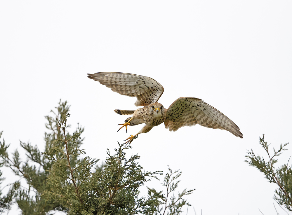 Common Kestrel von Shlomo Waldmann