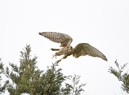 Common Kestrel