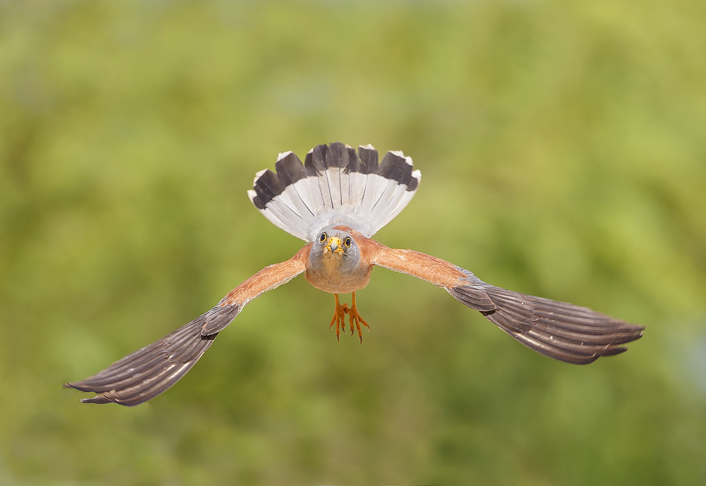 Lesser Kestrel von Shlomo Waldmann