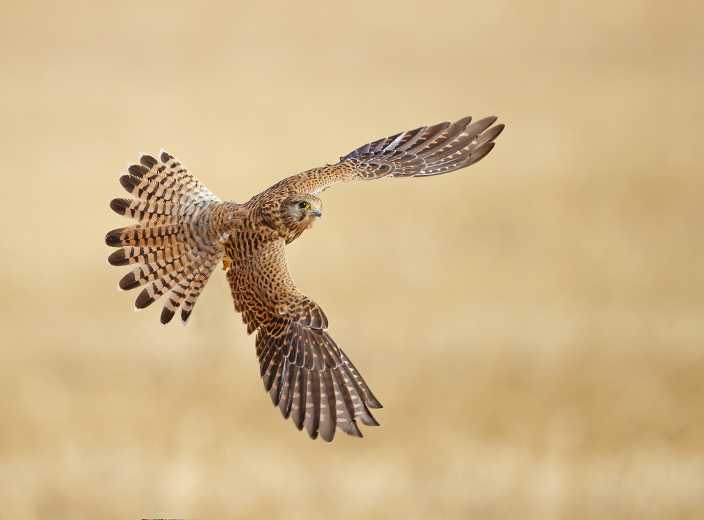 Common Kestrel von Shlomo Waldmann