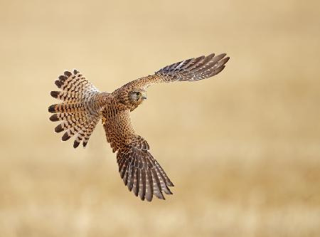 Common Kestrel