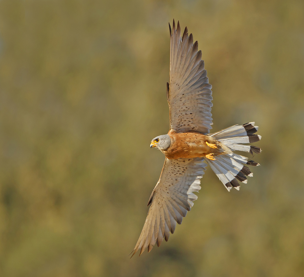 Lesser Kestrel . von Shlomo Waldmann