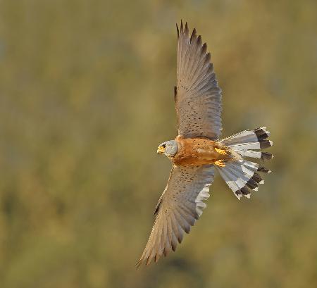 Lesser Kestrel .