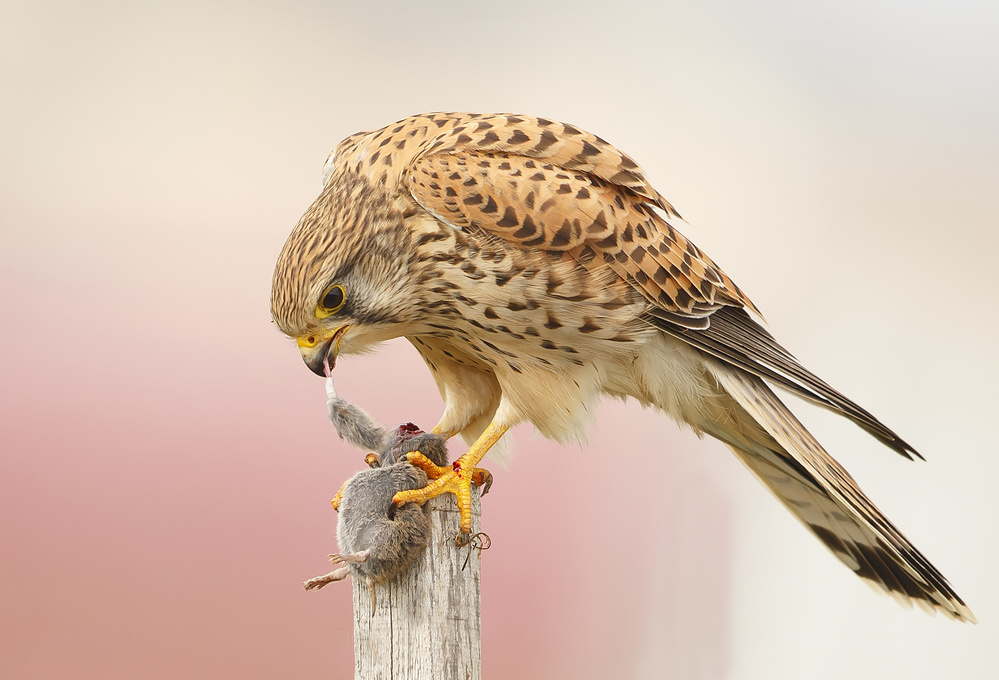 Common Kestrel with Field Mouse von Shlomo Waldmann