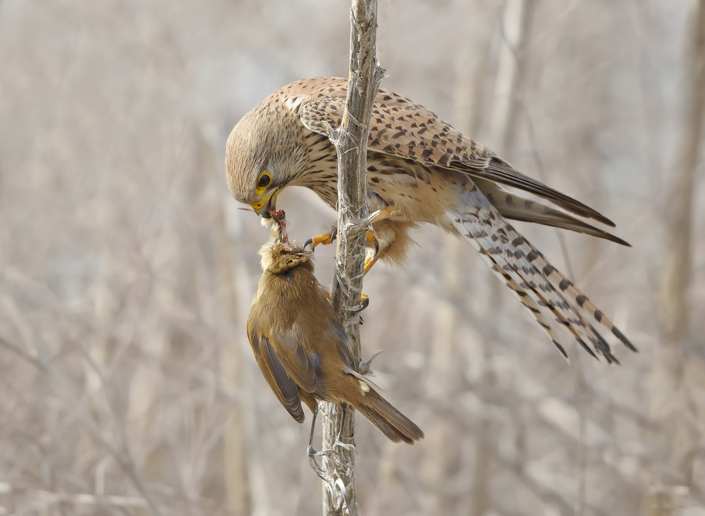 Common Kestrel with Great Reed Warbler von Shlomo Waldmann