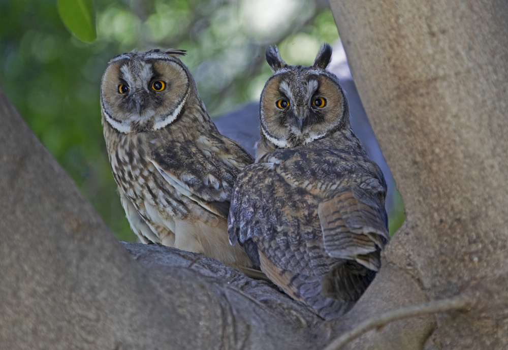 Long-eared Owls von Shlomo Waldmann