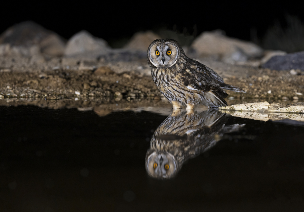 Long-eared Owl in a drink von Shlomo Waldmann