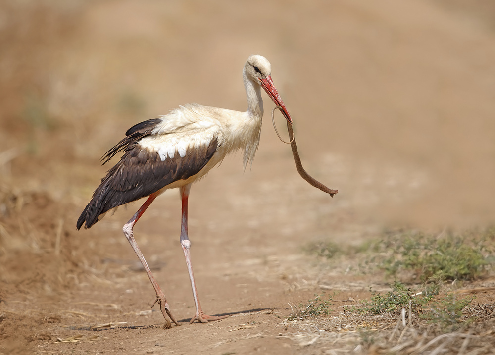 White Stork with Whip Snake von Shlomo Waldmann