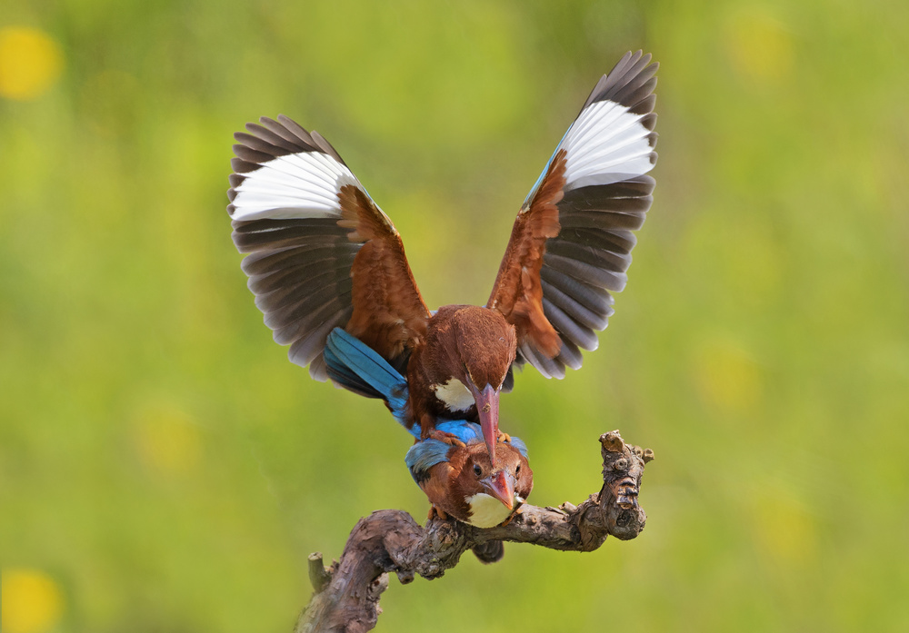 White throated Kingfishers von Shlomo Waldmann