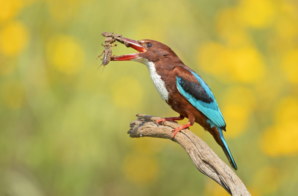 White Throated Kingfisher von Shlomo Waldmann