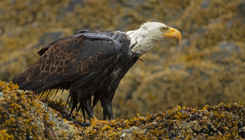 Bald Eagle von Shlomo Waldmann