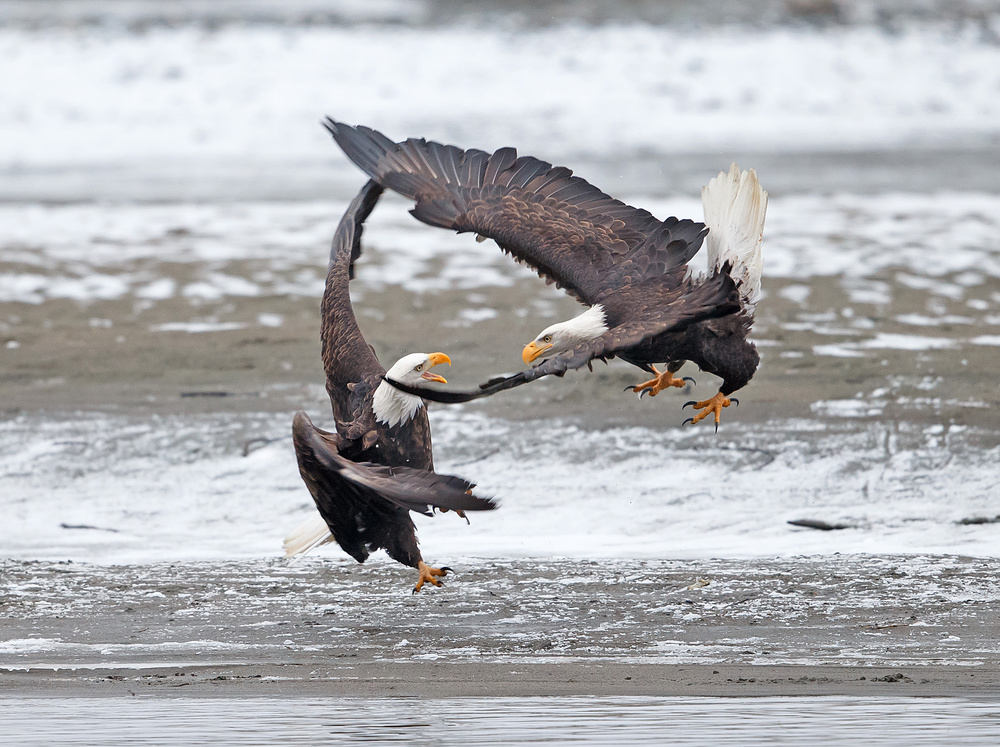 Bald eagles - Air dancing von Shlomo Waldmann