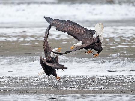 Bald eagles - Air dancing