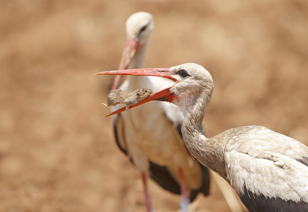 White Stork with food von Shlomo Waldmann