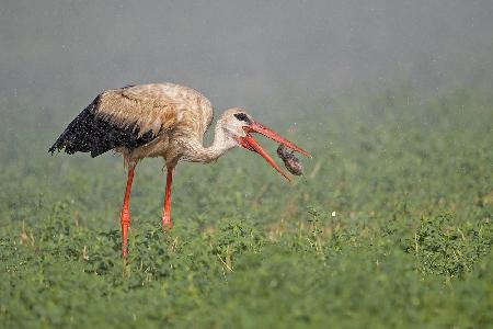 White Stork , hunting in the rain...