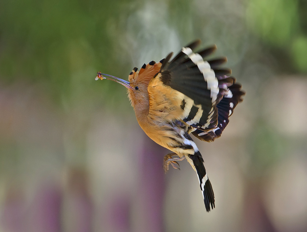 HOOPOE von Shlomo Waldmann