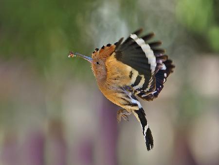 HOOPOE