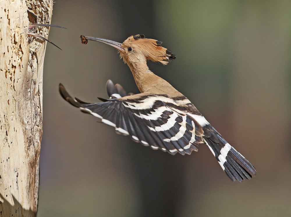 Hoopoe - Feeding the Female von Shlomo Waldmann