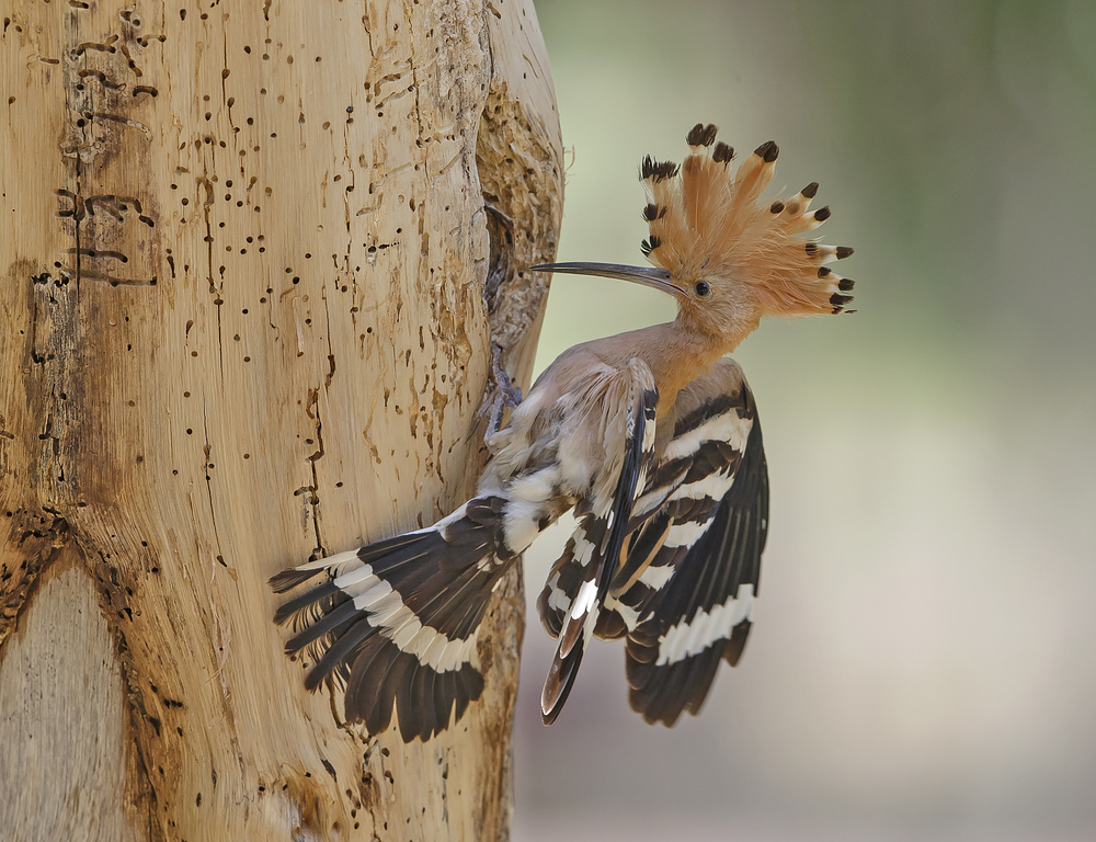 Hoopoe, prepares his nest von Shlomo Waldmann