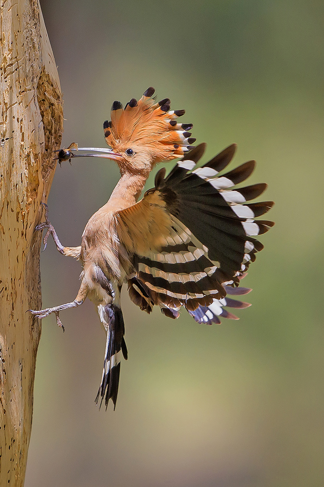 Hoopoe with food von Shlomo Waldmann