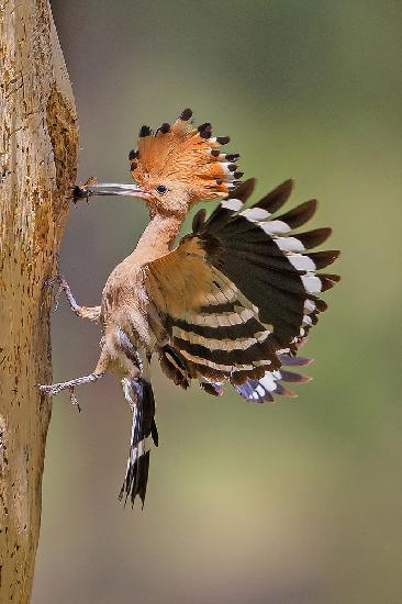 Hoopoe with food