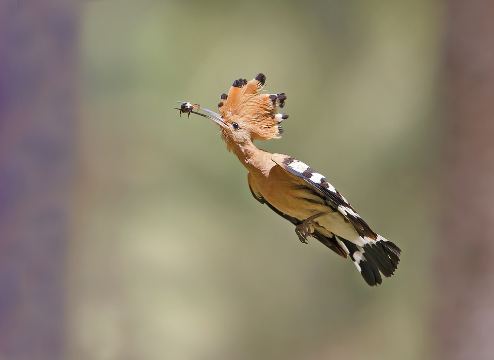 Hoopoe - Missile von Shlomo Waldmann