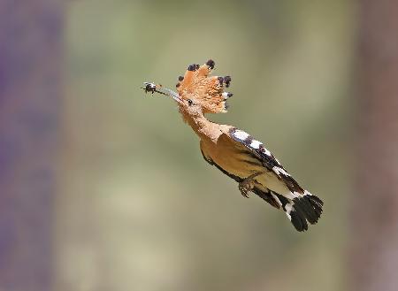 Hoopoe - Missile