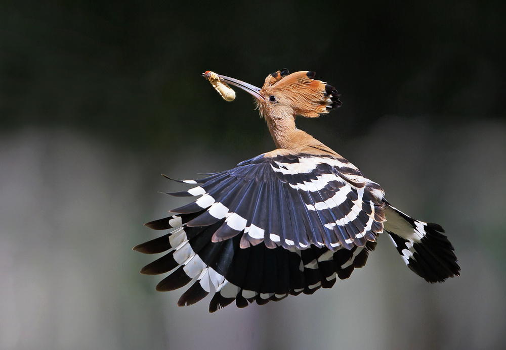 Hoopoe,Feeding.. von Shlomo Waldmann