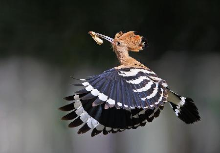 Hoopoe,Feeding..