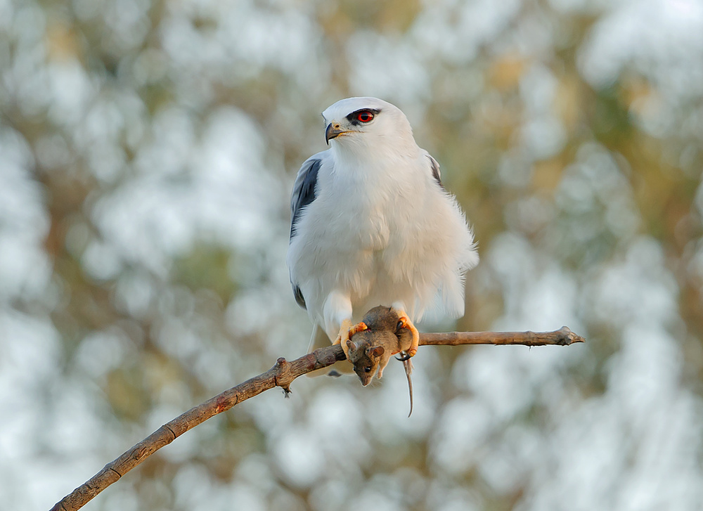 Vole and Kite - Tough nature von Shlomo Waldmann