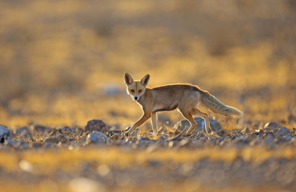 Desert Fox von Shlomo Waldmann