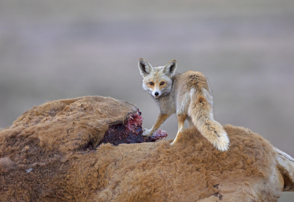 Desert Fox with a carcass von Shlomo Waldmann