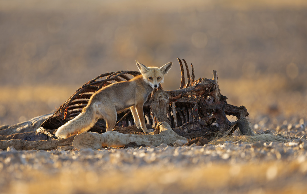 Desert Fox and a Carcass von Shlomo Waldmann