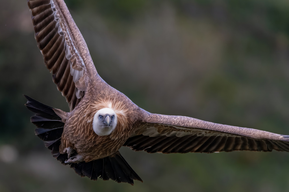 Eagle Approaching von Shmulik Weiss