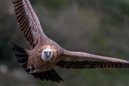 Eagle Approaching