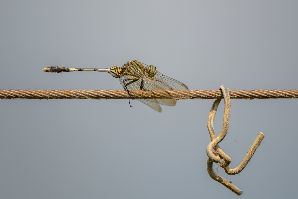 Dragonfly on a wire von Shmulik Weiss