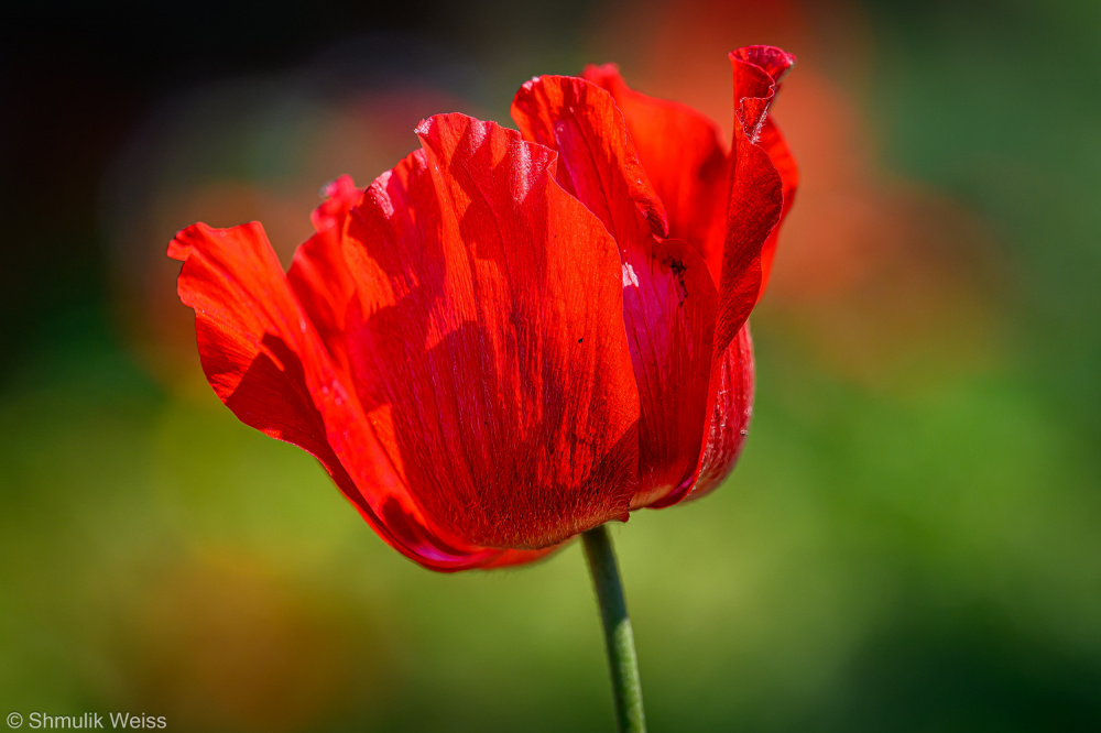 Red Anemone von Shmulik Weiss