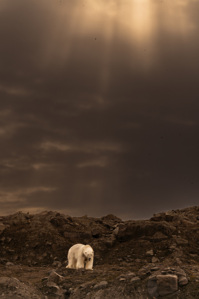 The bear on the cliff .. Svalbard von Shobhit Chawla