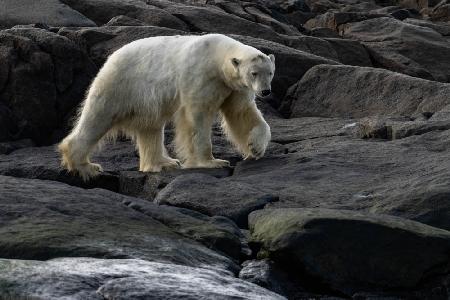 The stroll…Svalbard