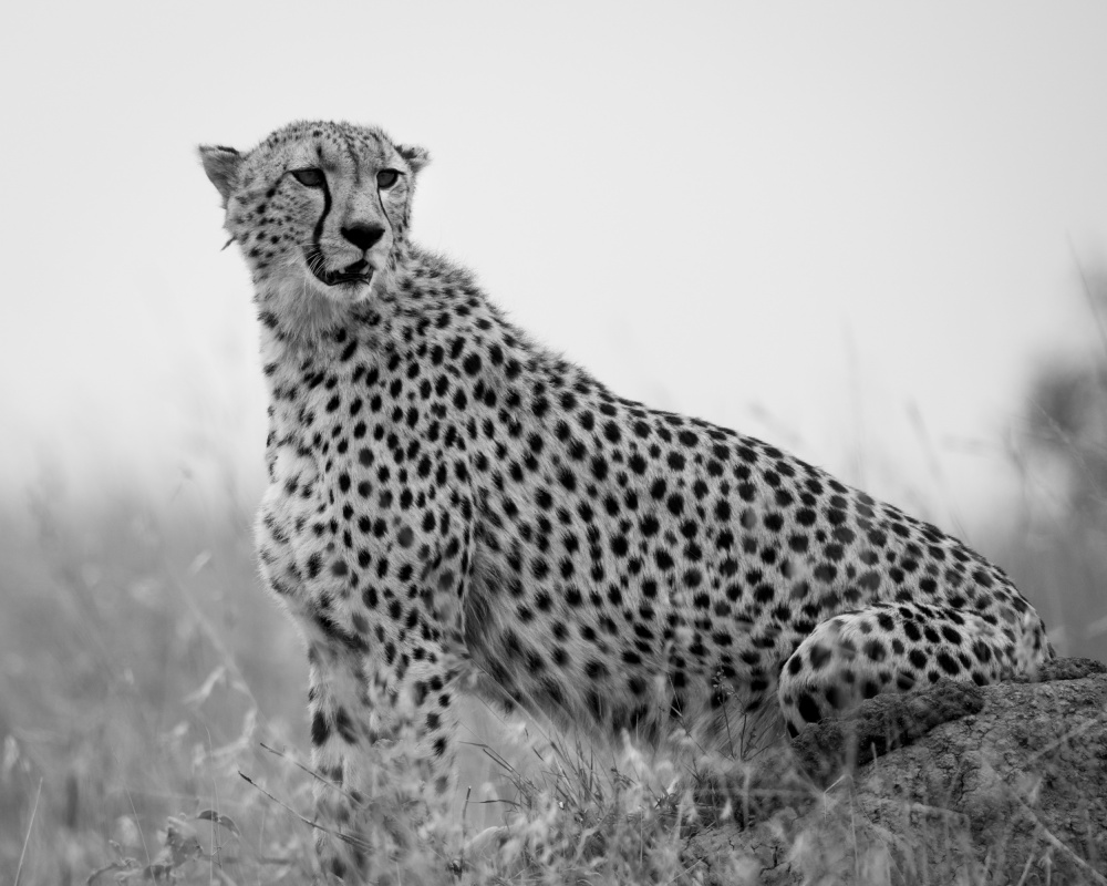 Cheetah .. Mara triangle von Shobhit Chawla