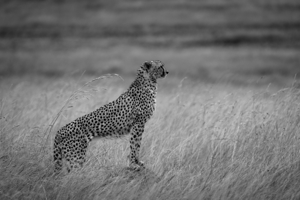 cheetah times Maratriangle von Shobhit Chawla