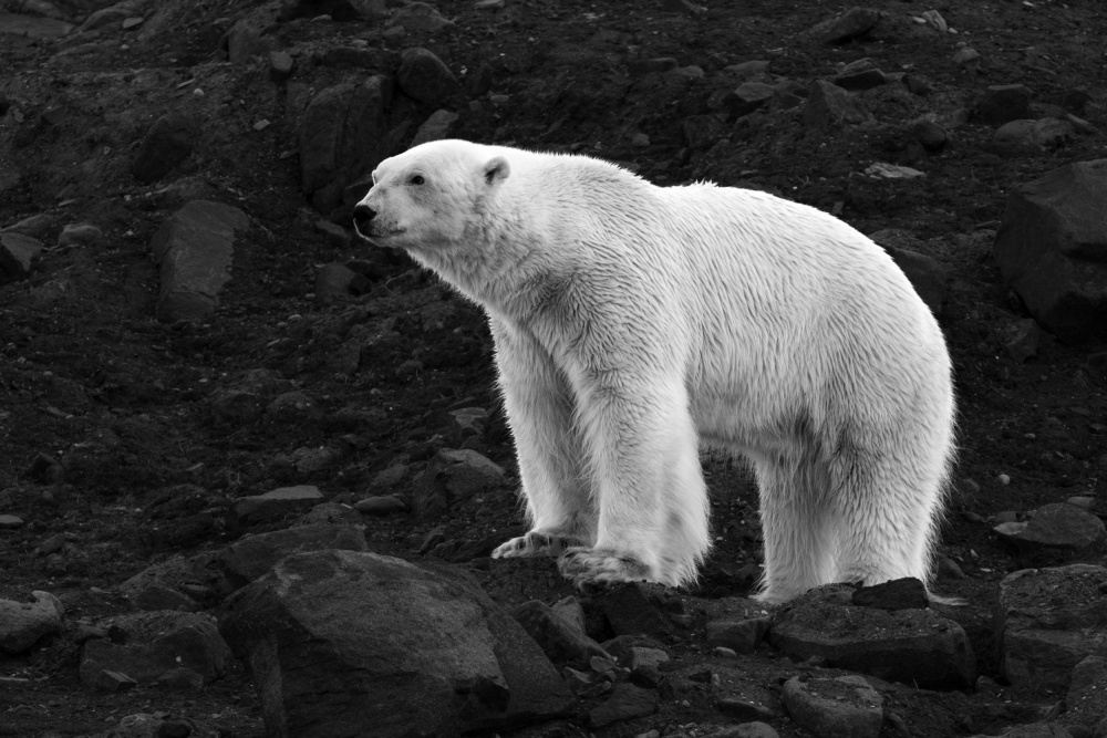 Bear on the ridge von Shobhit Chawla